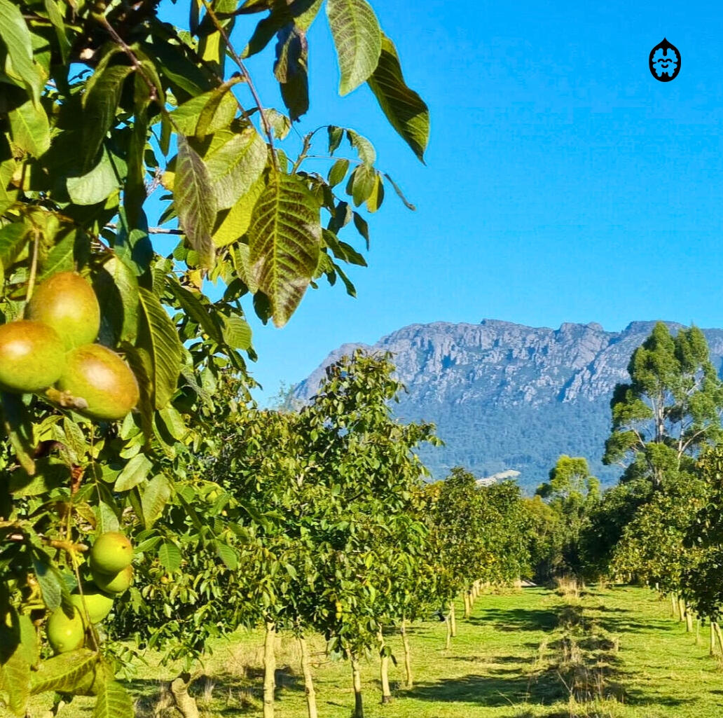 Mount Roland from far away